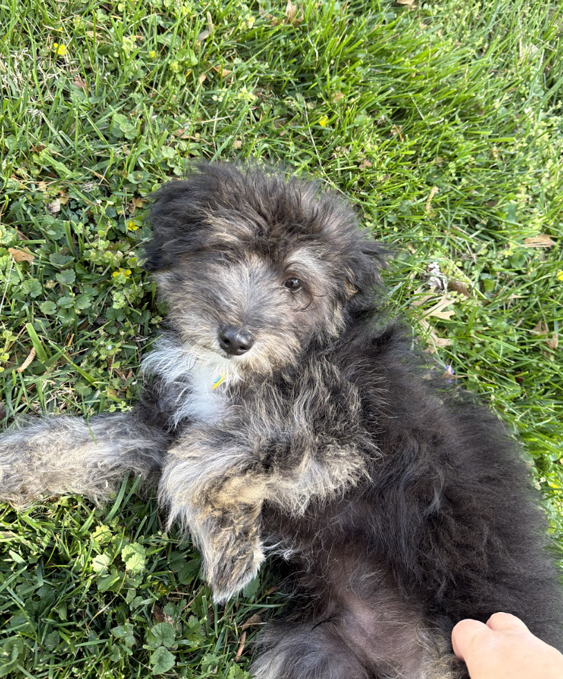 Screenshot 2026-04-06 at 1.11.46 PM.png