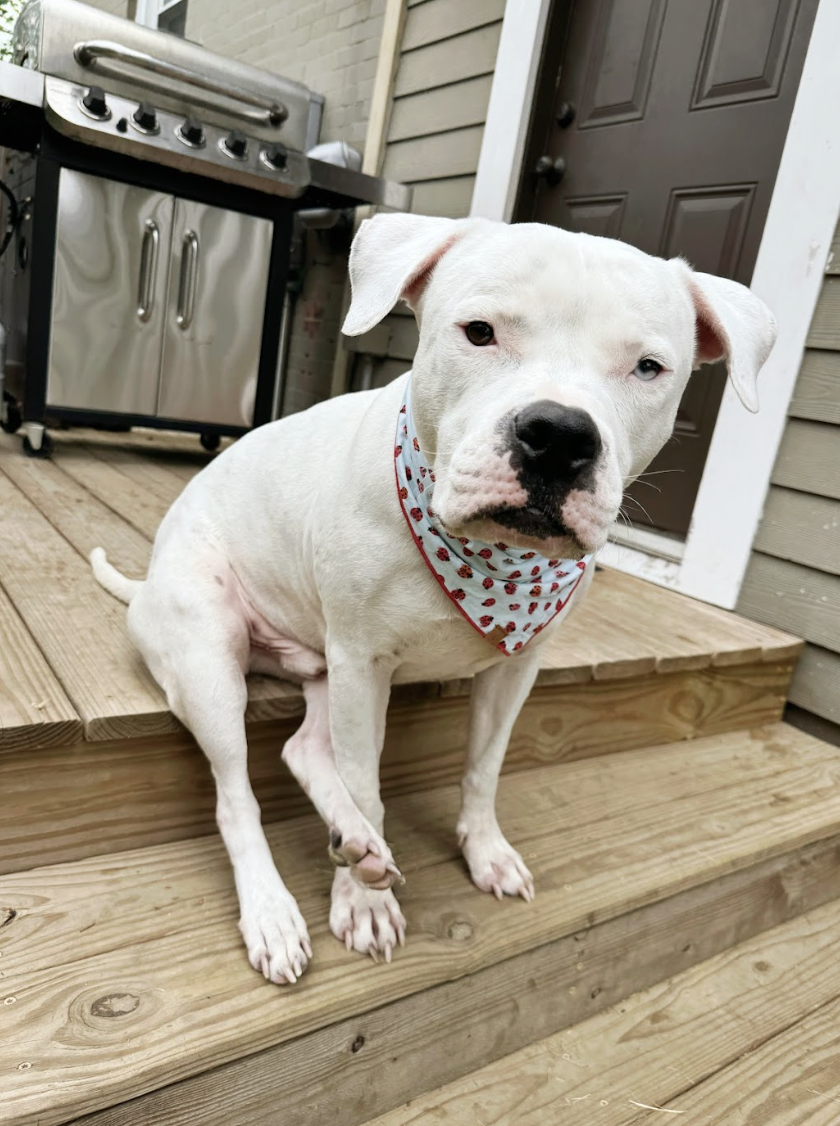 Screenshot 2026-01-21 at 1.03.05 PM.png