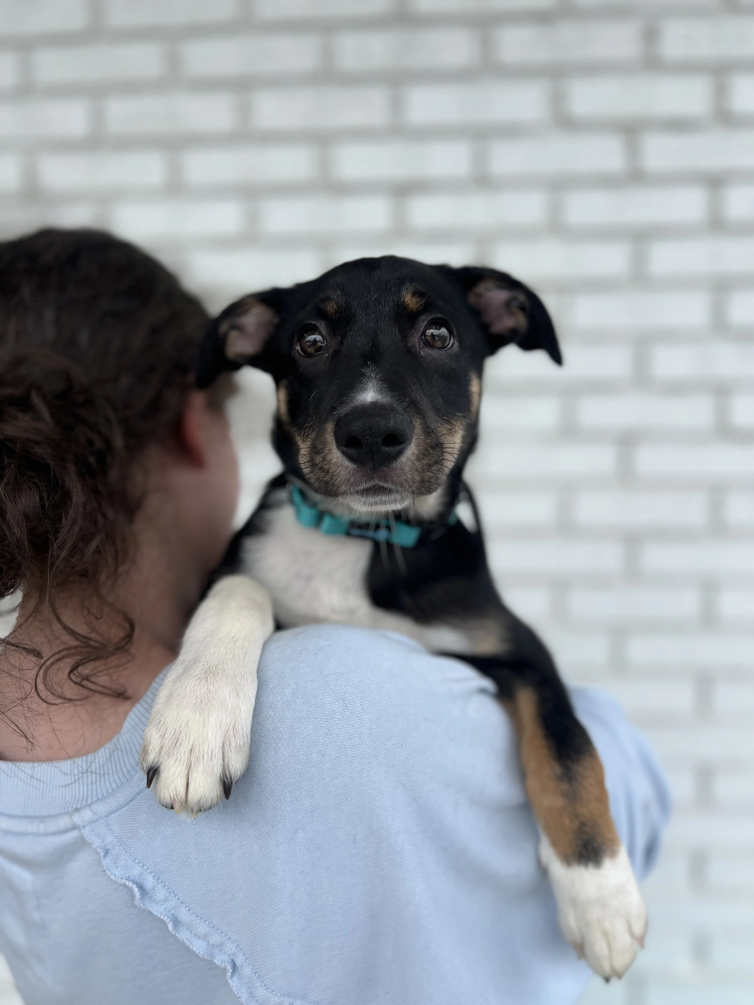 Pina, the Cocktail Litter