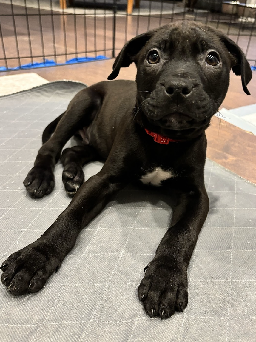 Screenshot 2026-02-06 at 12.05.12 PM.png