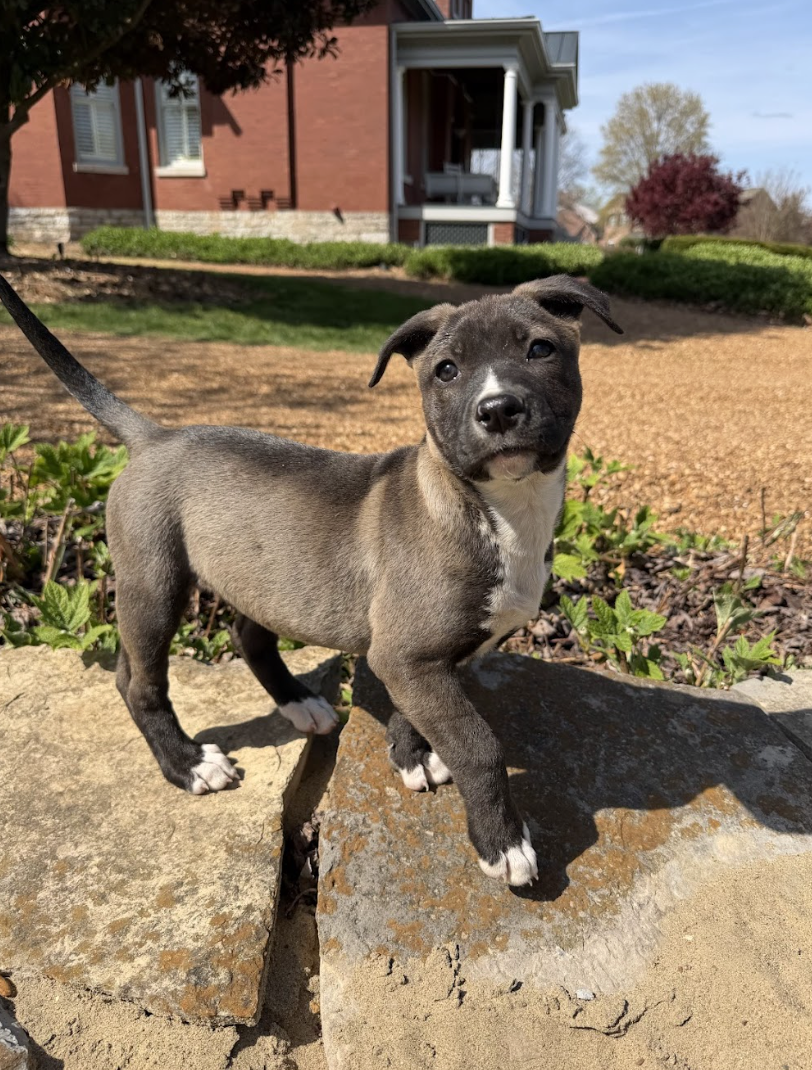 Screenshot 2026-04-03 at 2.03.17 PM.png