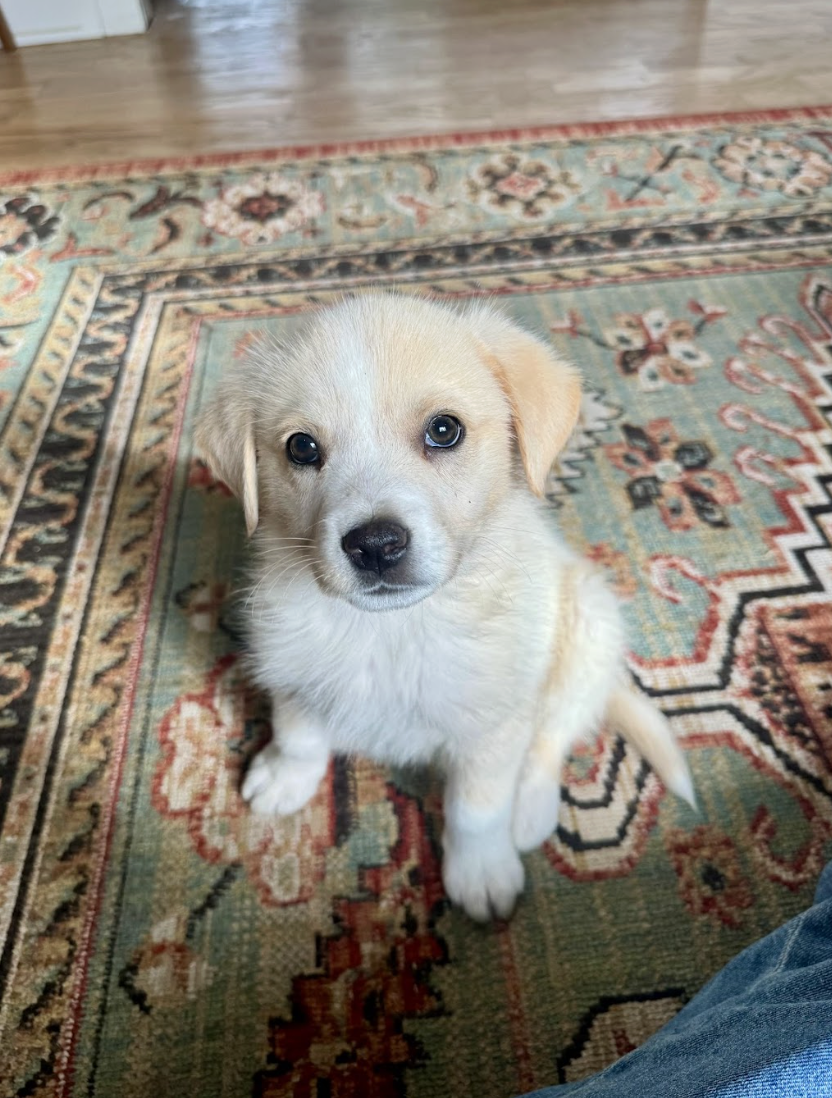 Screenshot 2026-04-16 at 4.57.18 PM.png