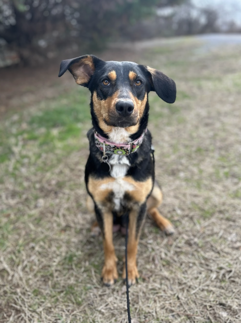 Screenshot 2026-02-17 at 3.37.48 PM.png