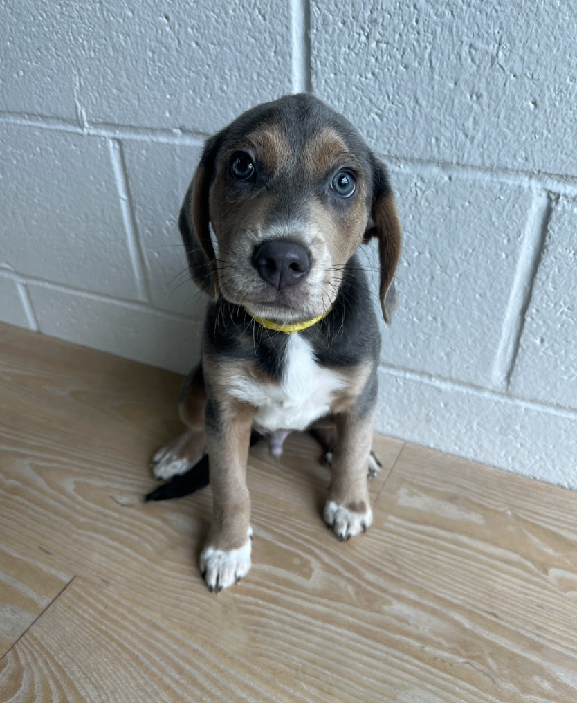 Screenshot 2026-04-03 at 2.30.27 PM.png