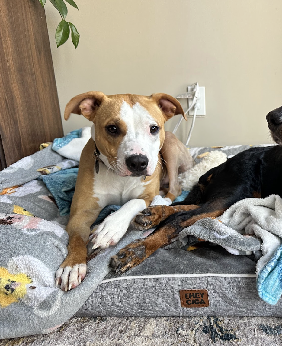 Screenshot 2026-03-06 at 2.37.04 PM.png