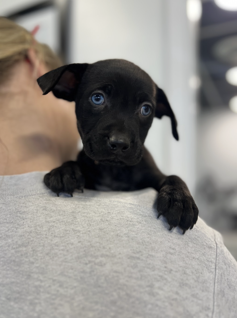 Screenshot 2026-02-14 at 5.46.37 PM.png