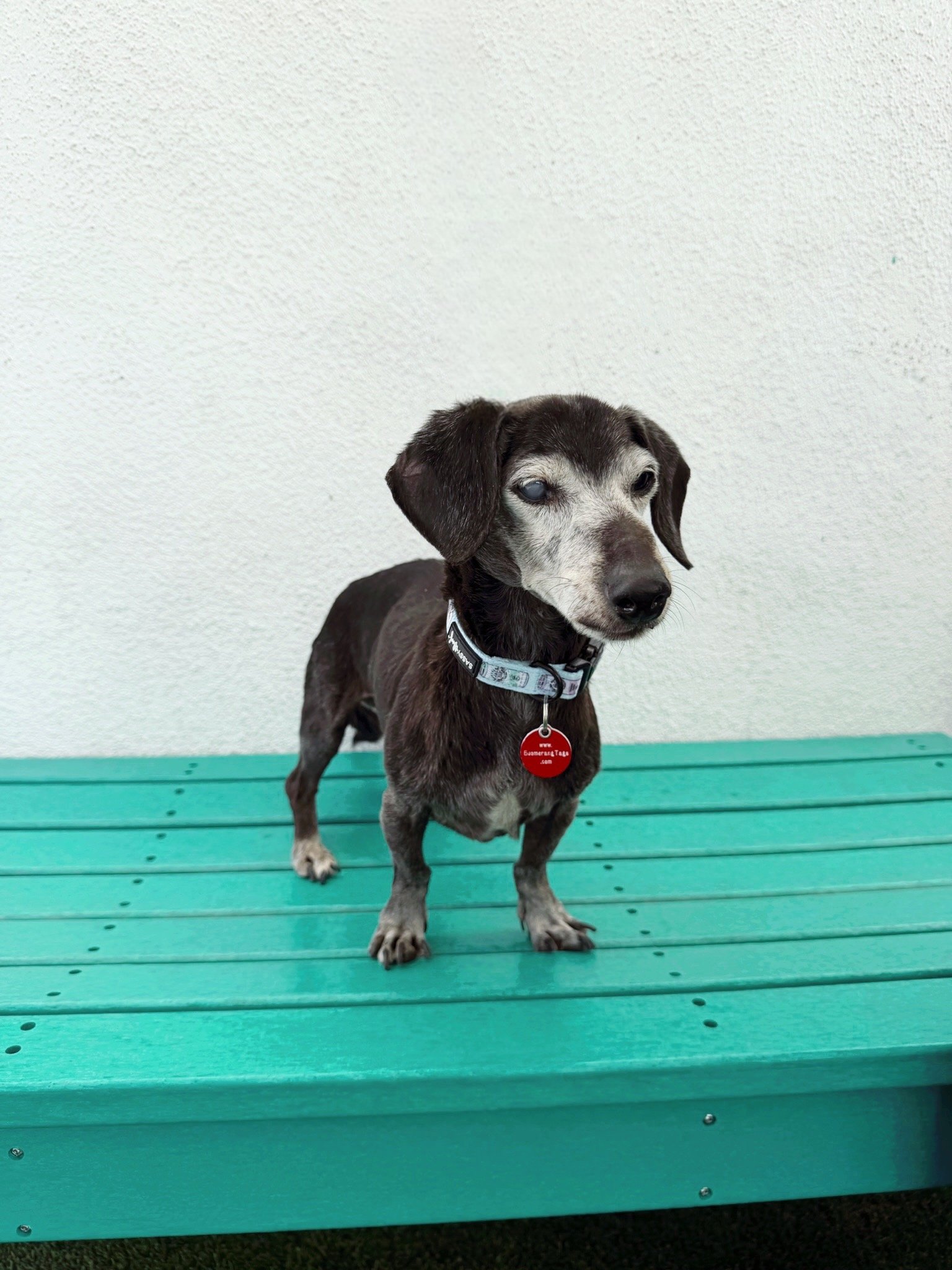 Wags and Walks Adoption Center