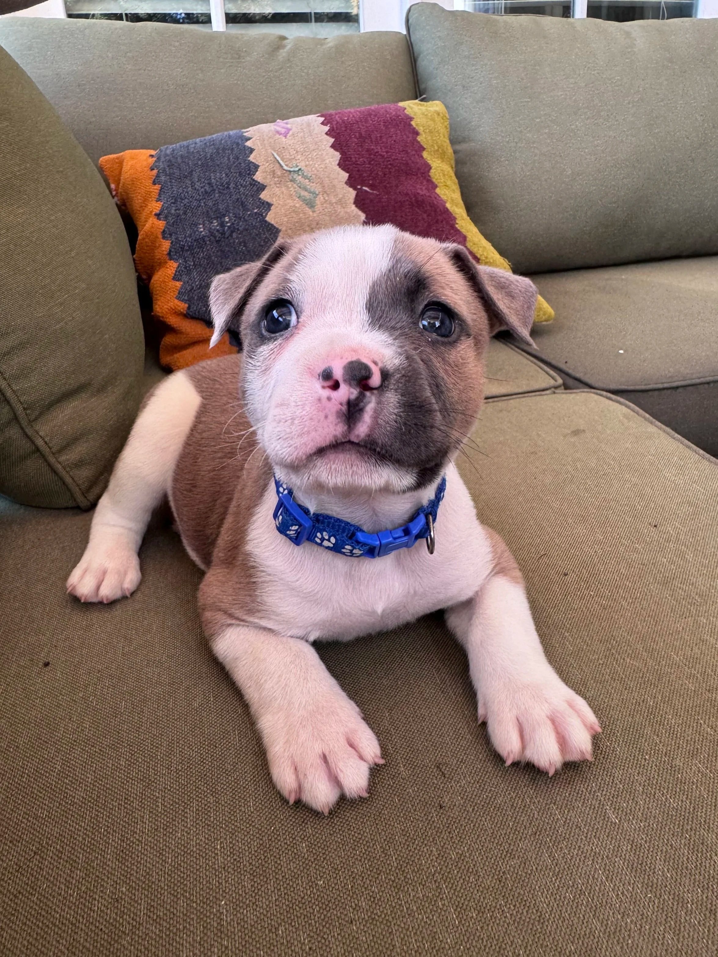 Buddy