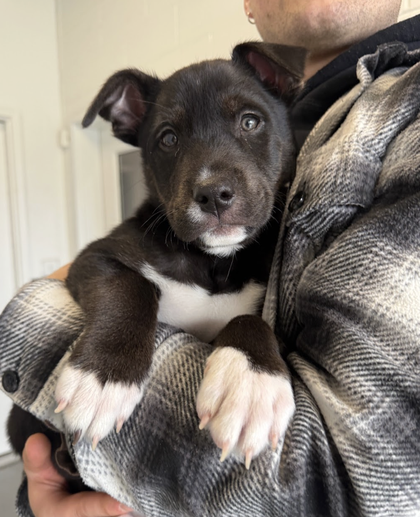 Screenshot 2026-01-31 at 4.29.42 PM.png