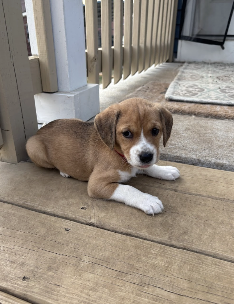 Screenshot 2026-02-21 at 4.43.43 PM.png