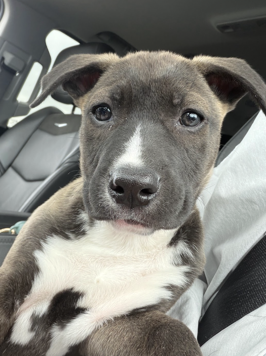 Screenshot 2026-04-03 at 2.03.41 PM.png