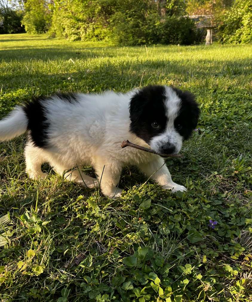 Screenshot 2026-04-13 at 2.47.01 PM.png