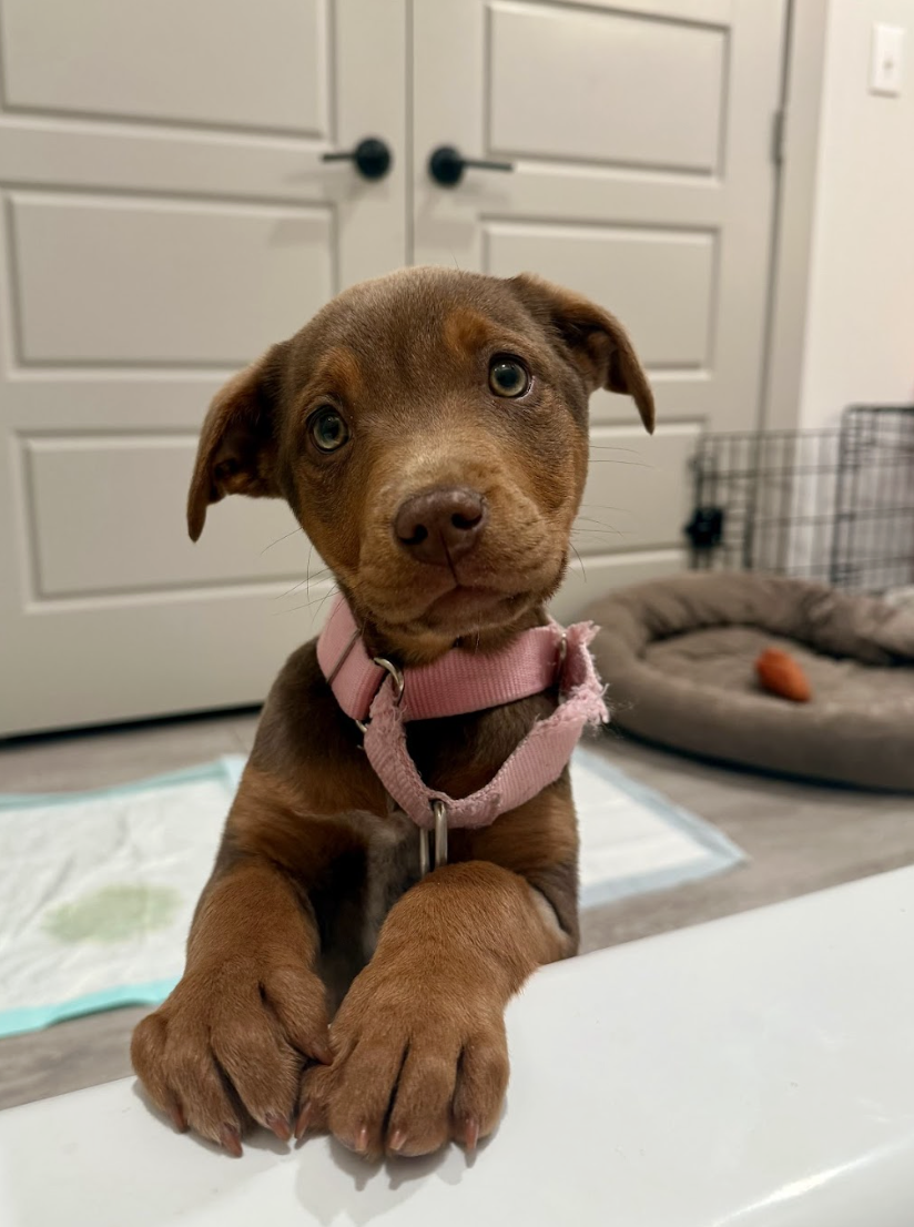 Screenshot 2026-02-13 at 4.57.16 PM.png