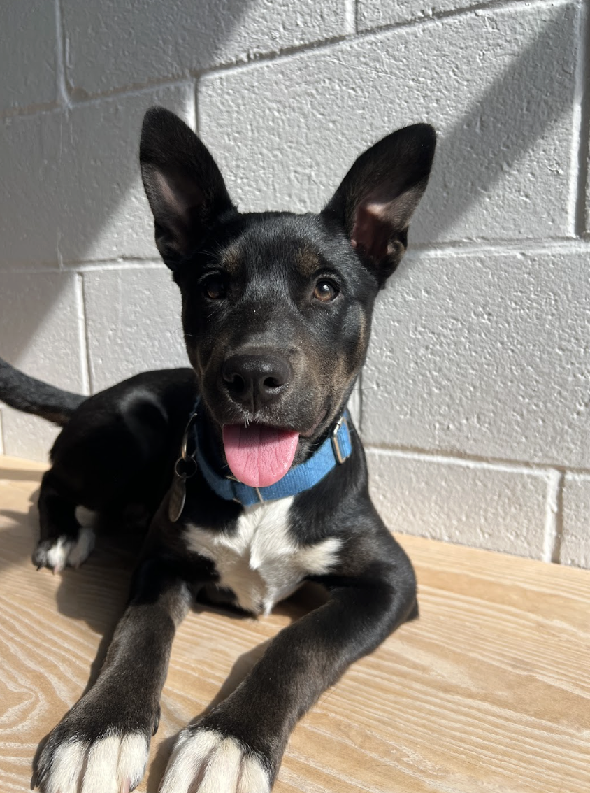 Screenshot 2026-04-03 at 2.17.49 PM.png