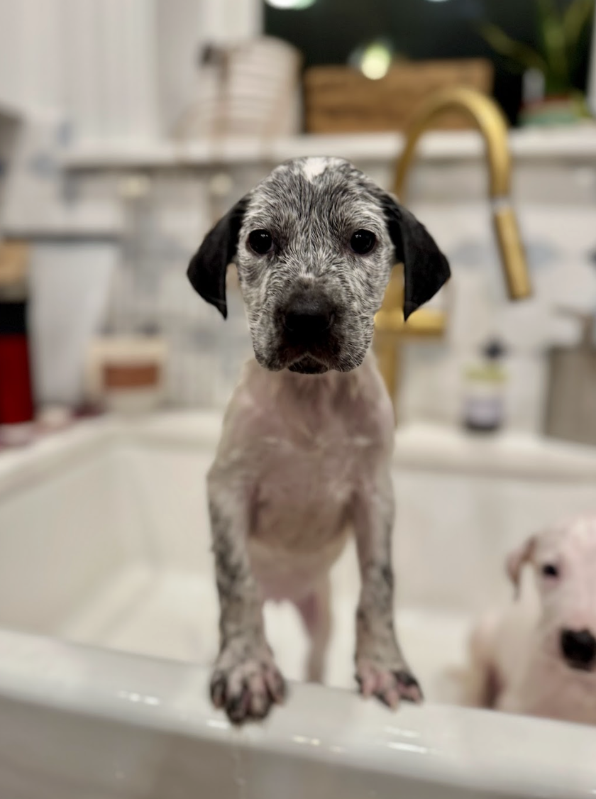 Screenshot 2026-01-24 at 3.47.13 PM.png