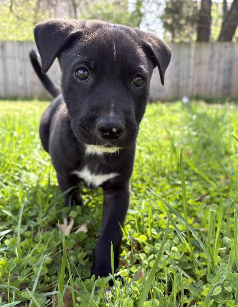 Screenshot 2026-03-20 at 2.56.14 PM.png