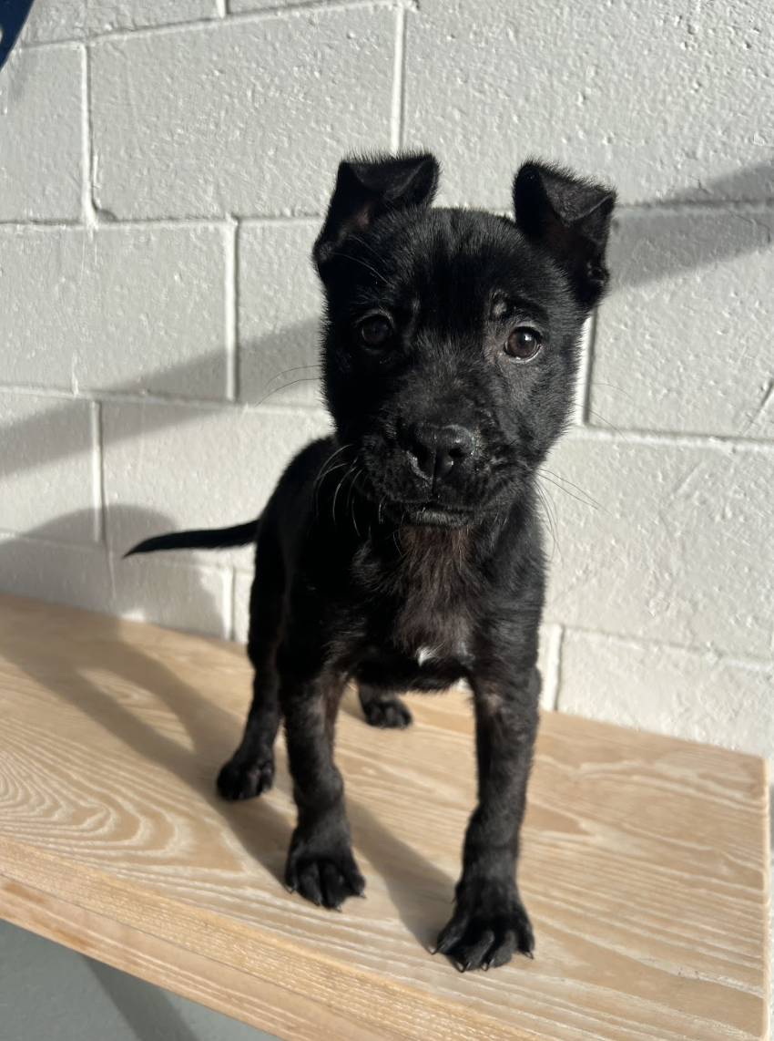 Screenshot 2026-02-12 at 5.09.29 PM.png