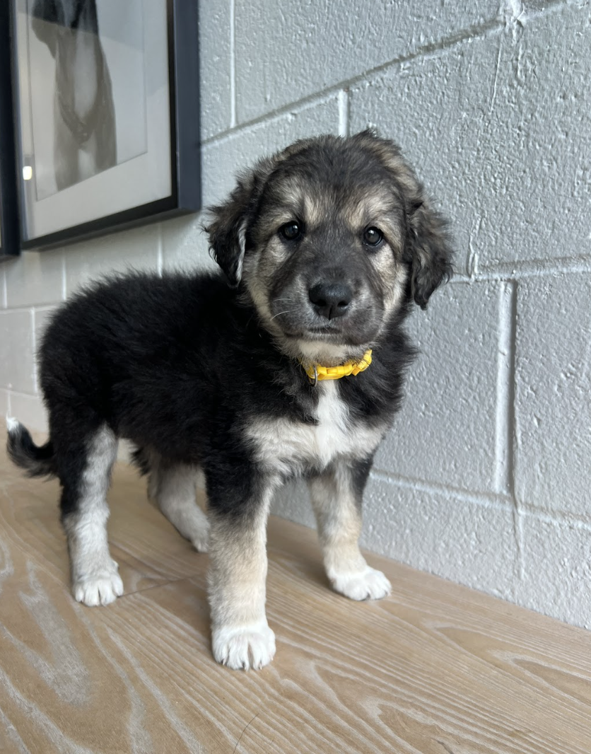 Screenshot 2026-04-16 at 4.19.28 PM.png