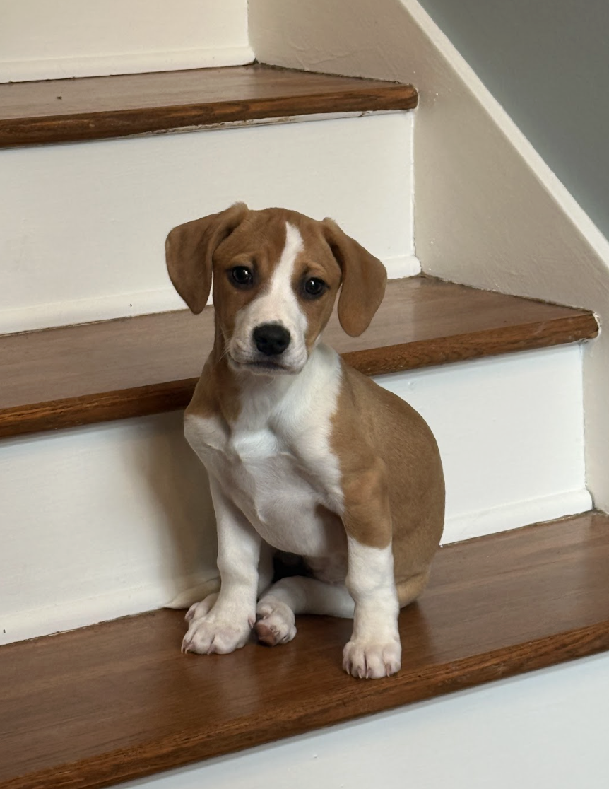 Screenshot 2026-01-29 at 12.11.04 PM.png