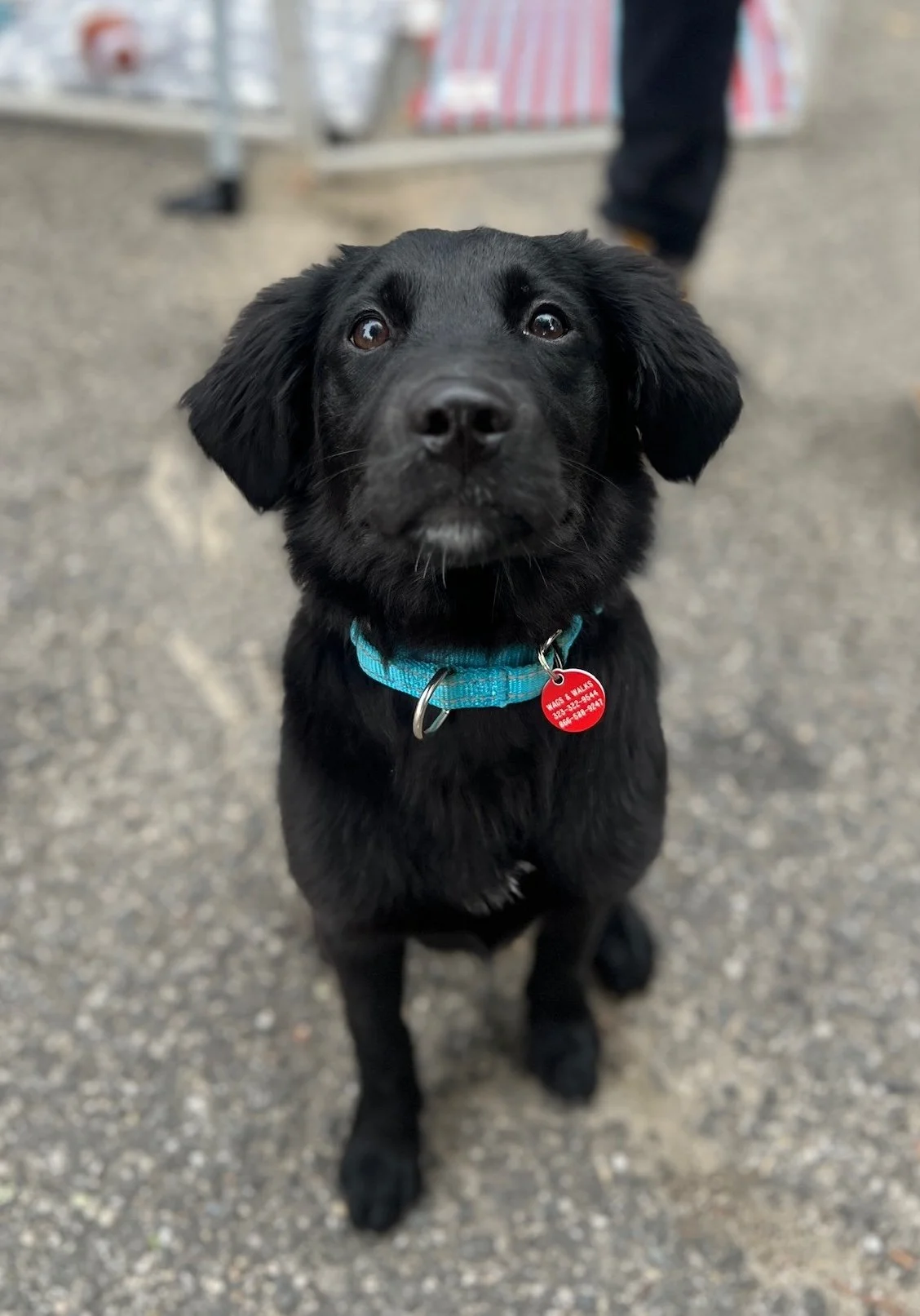Bebe