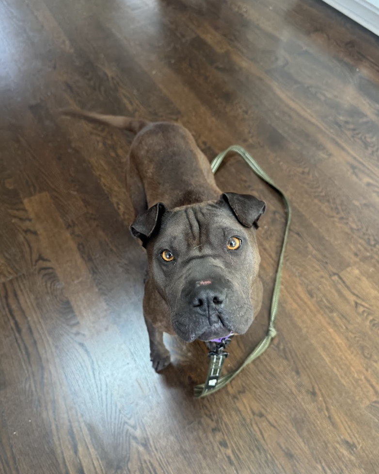 Screenshot 2026-04-08 at 3.22.30 PM.png