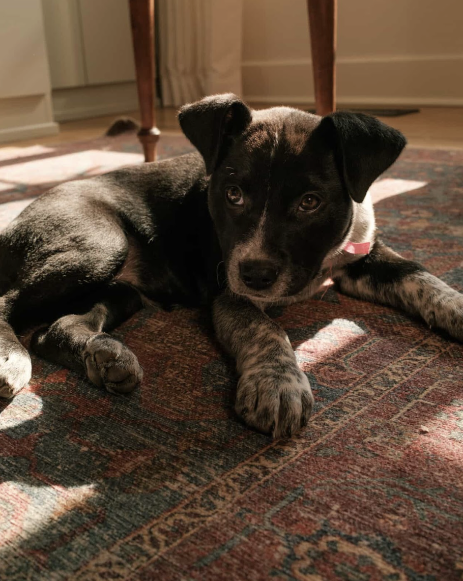 Screenshot 2026-02-05 at 6.35.31 PM.png