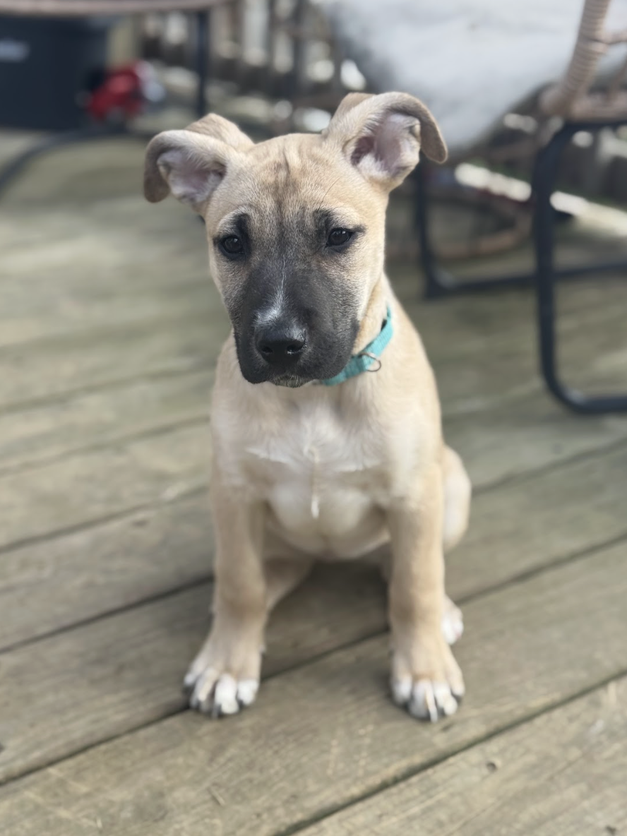 Screenshot 2026-02-27 at 12.46.05 PM.png