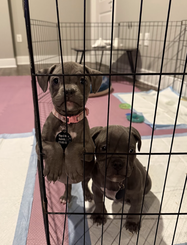 Screenshot 2026-02-19 at 3.30.59 PM.png