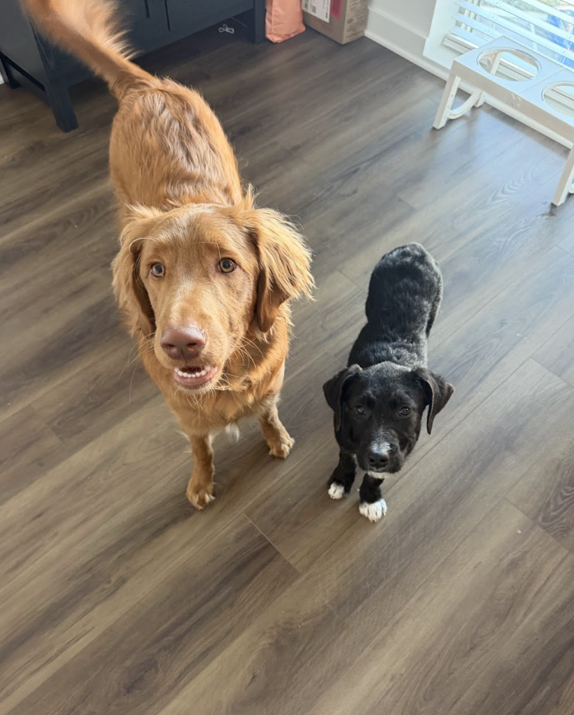 Screenshot 2026-02-13 at 4.52.55 PM.png