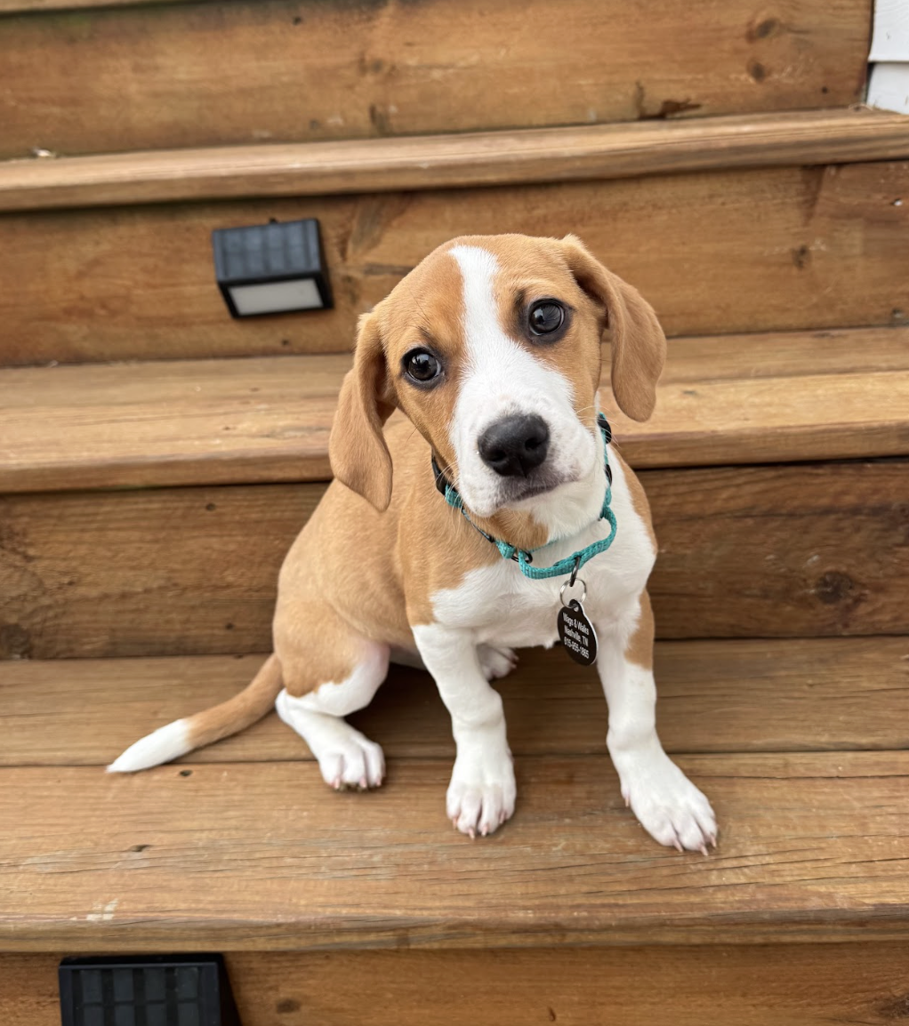 Screenshot 2026-02-13 at 1.29.07 PM.png