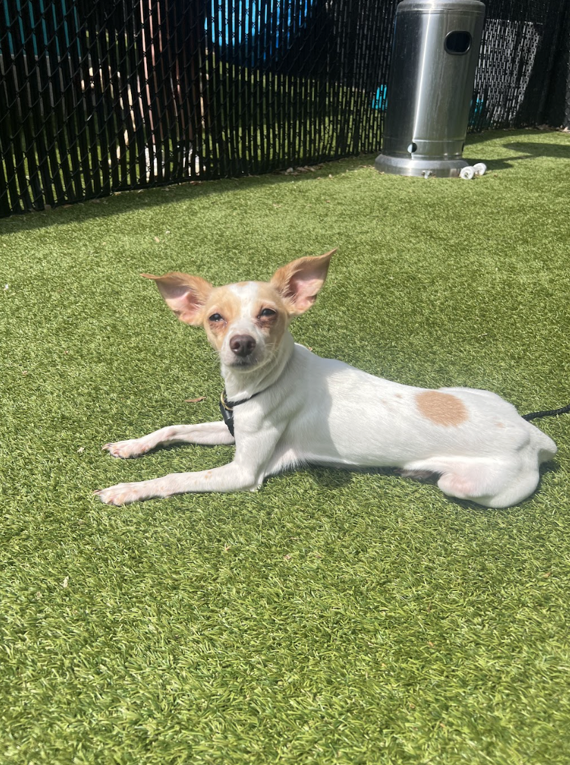 Screenshot 2026-04-16 at 5.09.08 PM.png