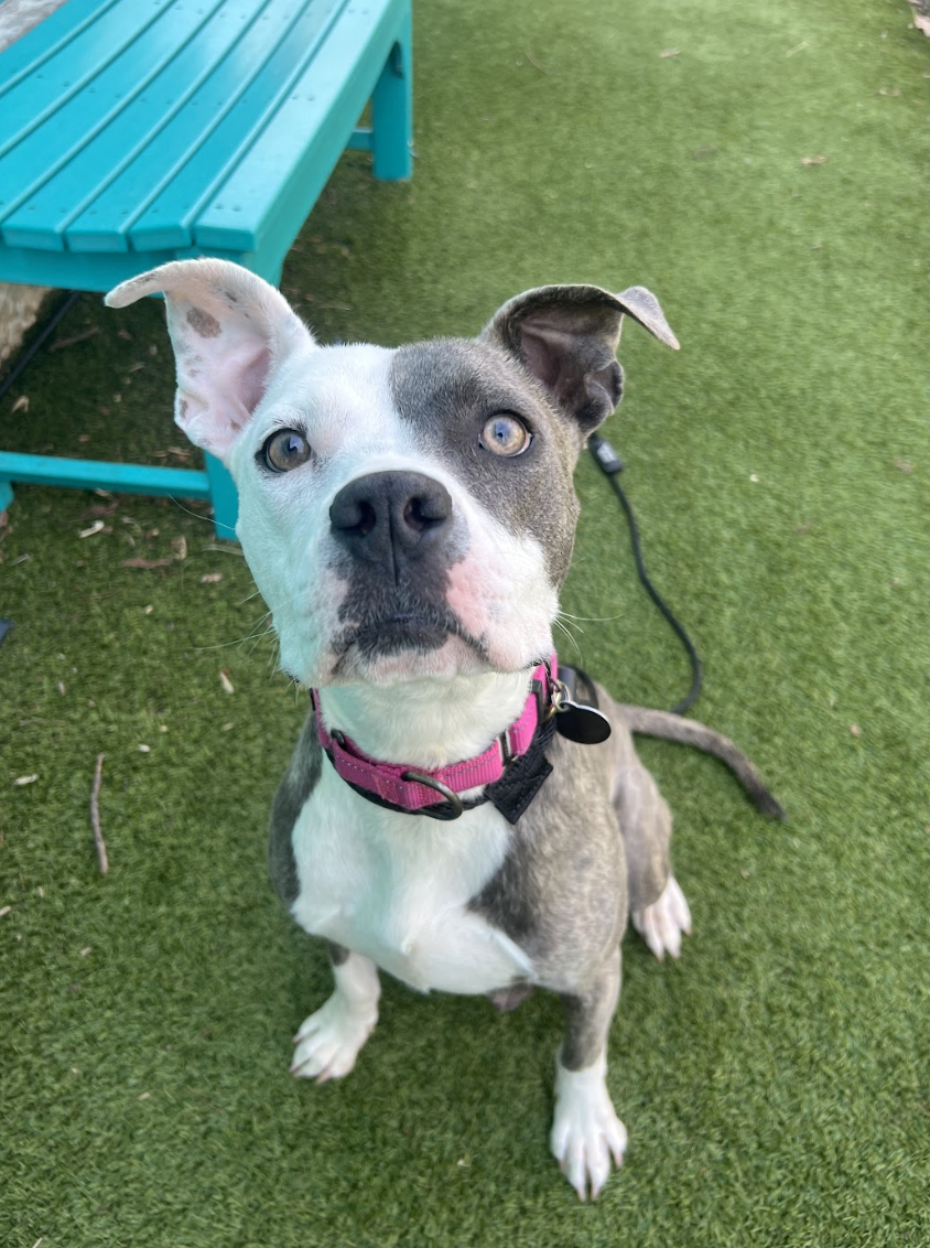 Screenshot 2026-02-17 at 3.25.10 PM.png