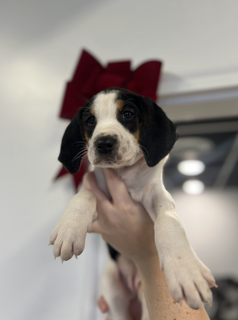 Screenshot 2025-12-18 at 4.24.13 PM.png