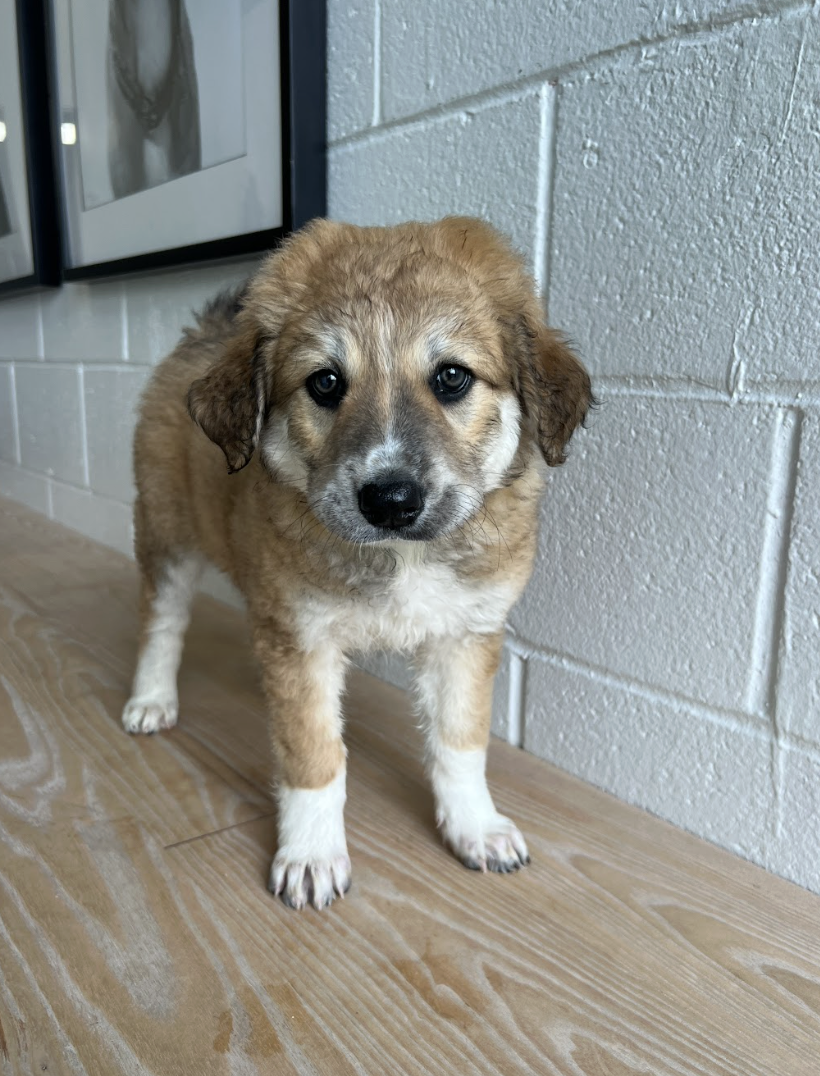 Screenshot 2026-04-16 at 4.16.00 PM.png