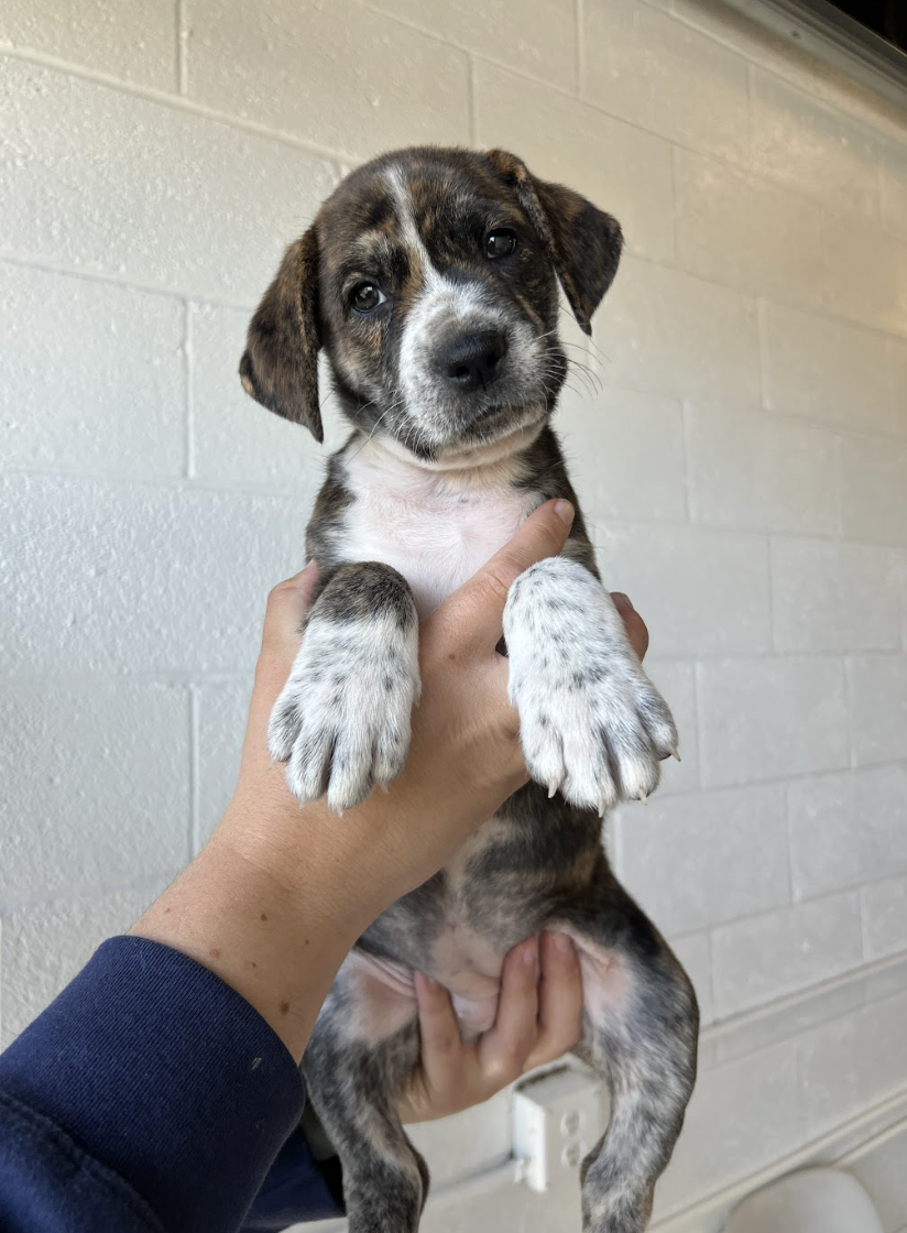 Screenshot 2026-04-01 at 6.02.01 PM.png