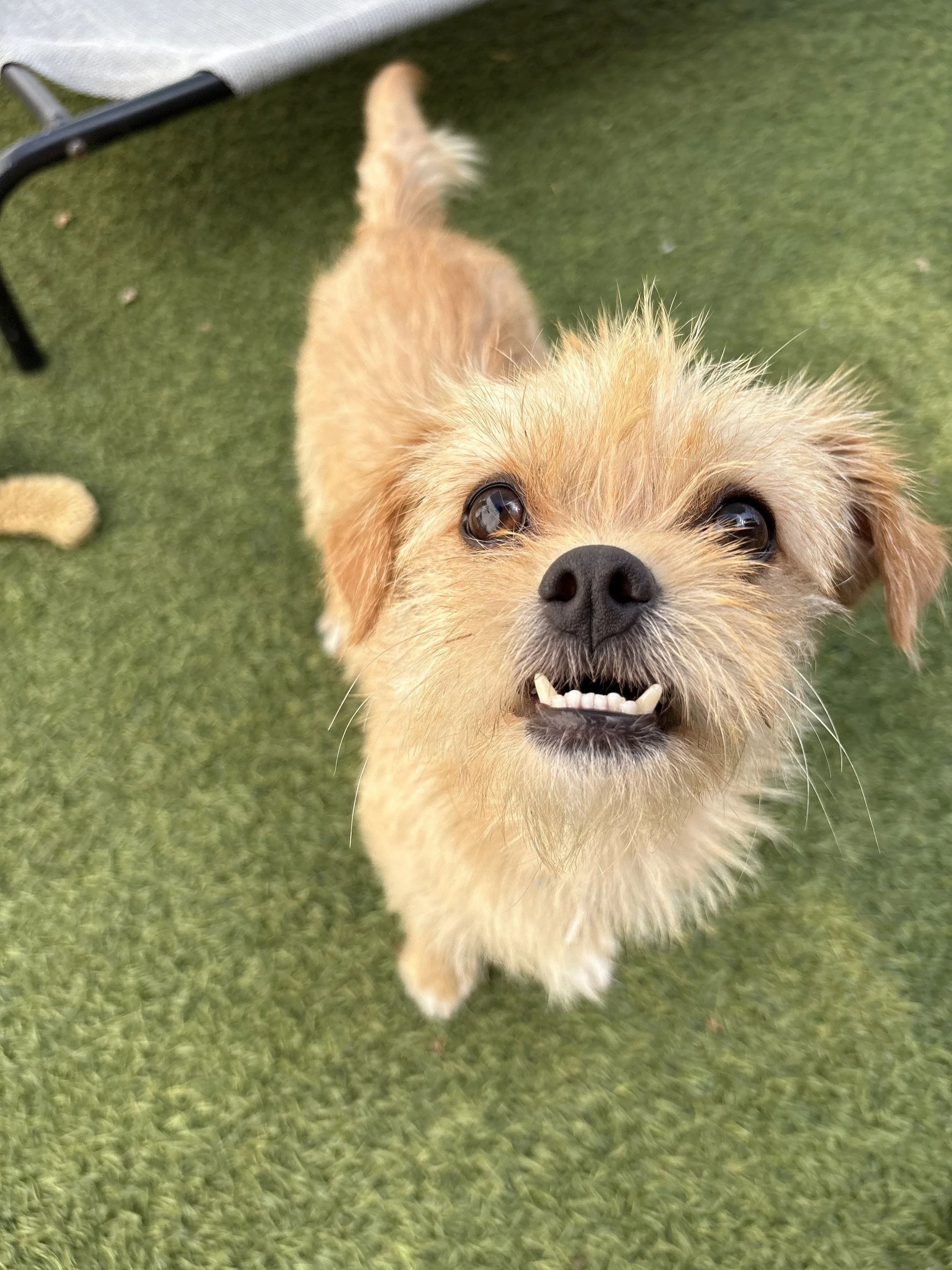 Terrier