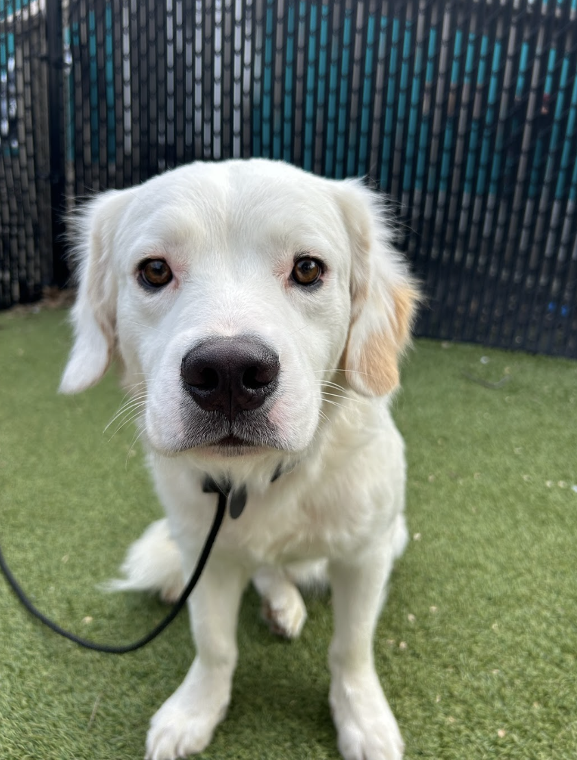 Screenshot 2026-03-26 at 2.47.17 PM.png