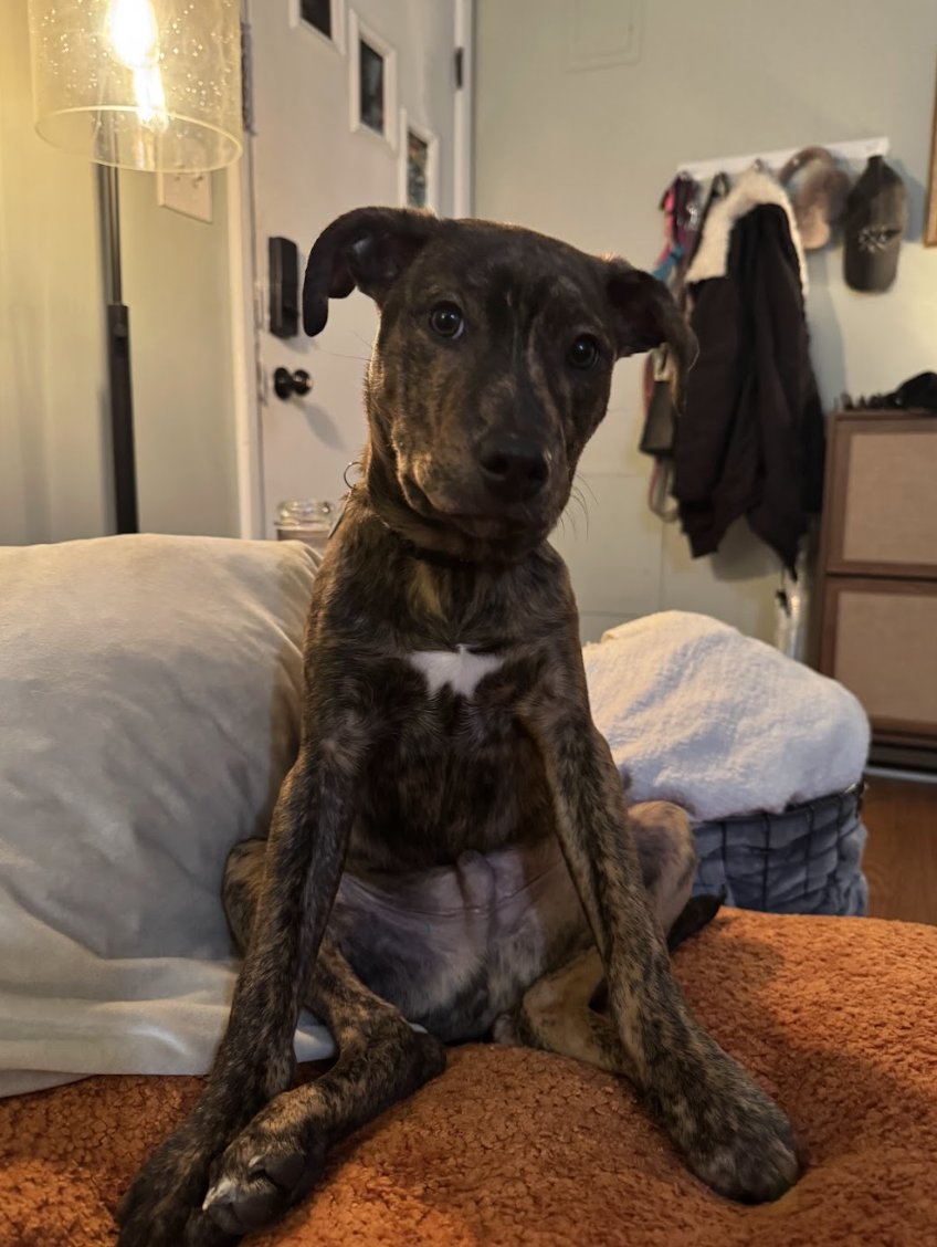 Screenshot 2026-02-20 at 8.48.29 PM.png