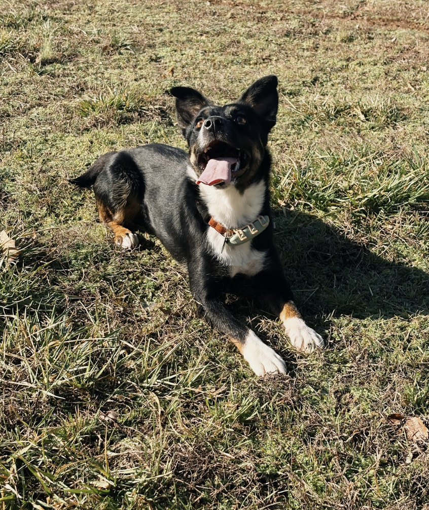 Screenshot 2026-04-03 at 3.04.10 PM.png