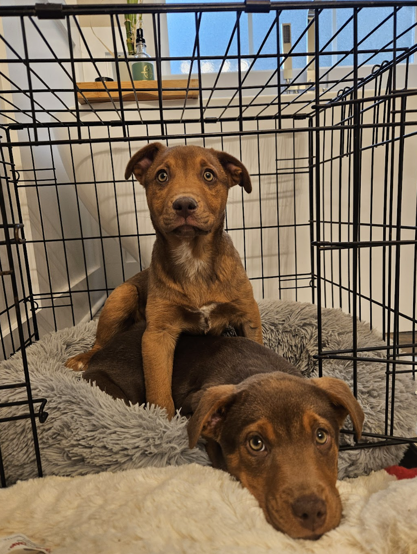 Screenshot 2026-02-20 at 3.40.05 PM.png