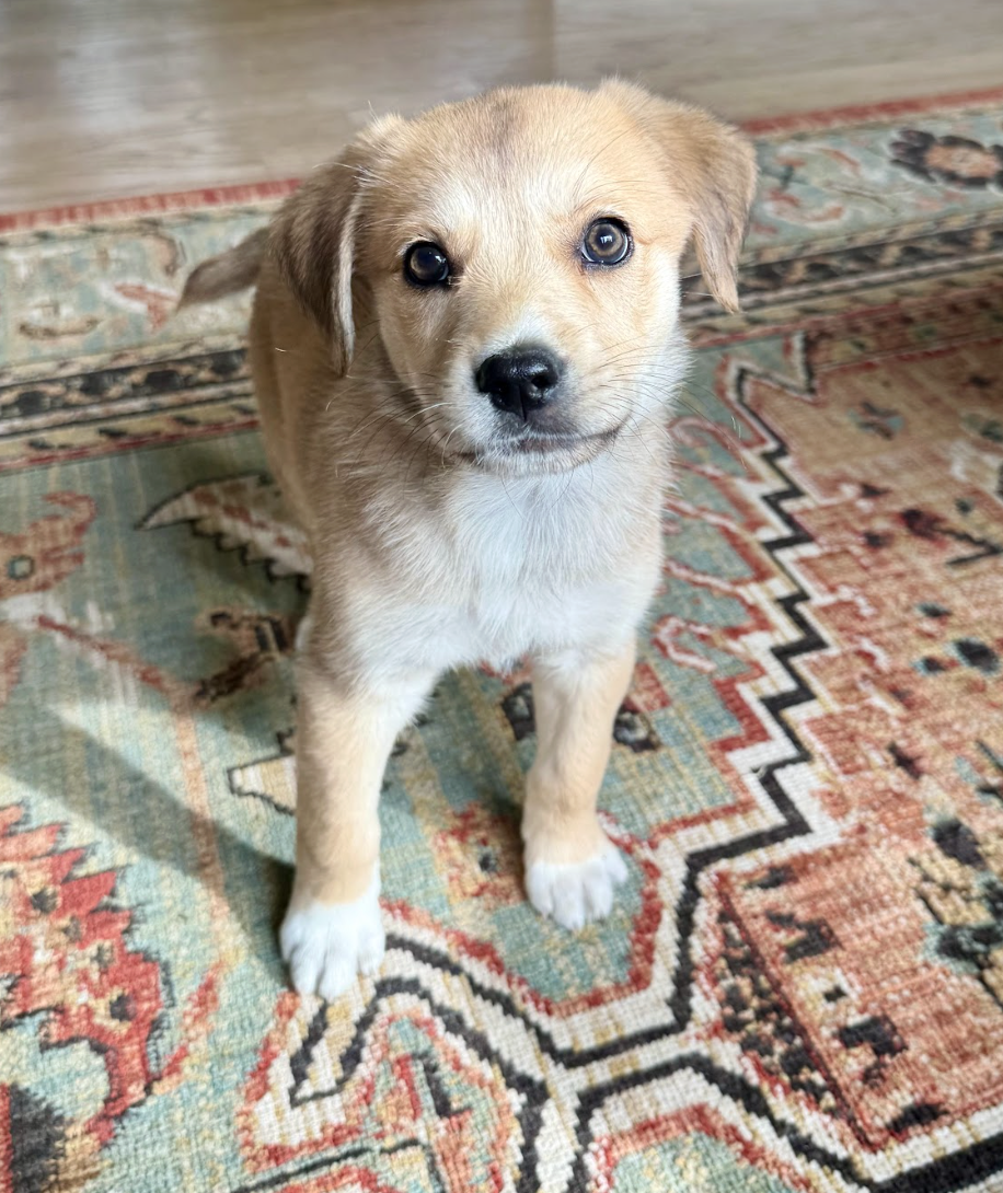 Screenshot 2026-04-16 at 4.56.16 PM.png