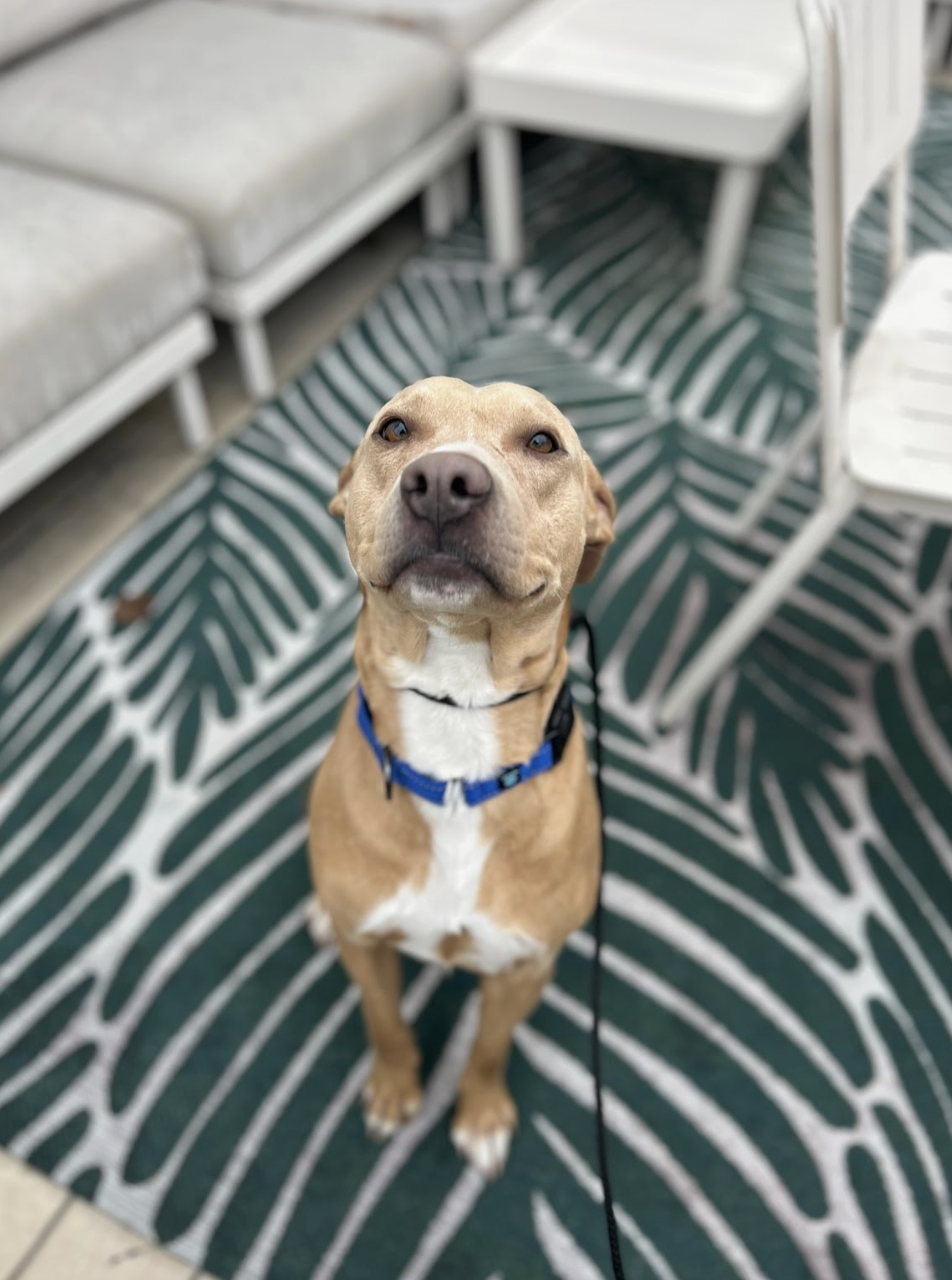 Screenshot 2026-02-18 at 7.08.10 PM.png