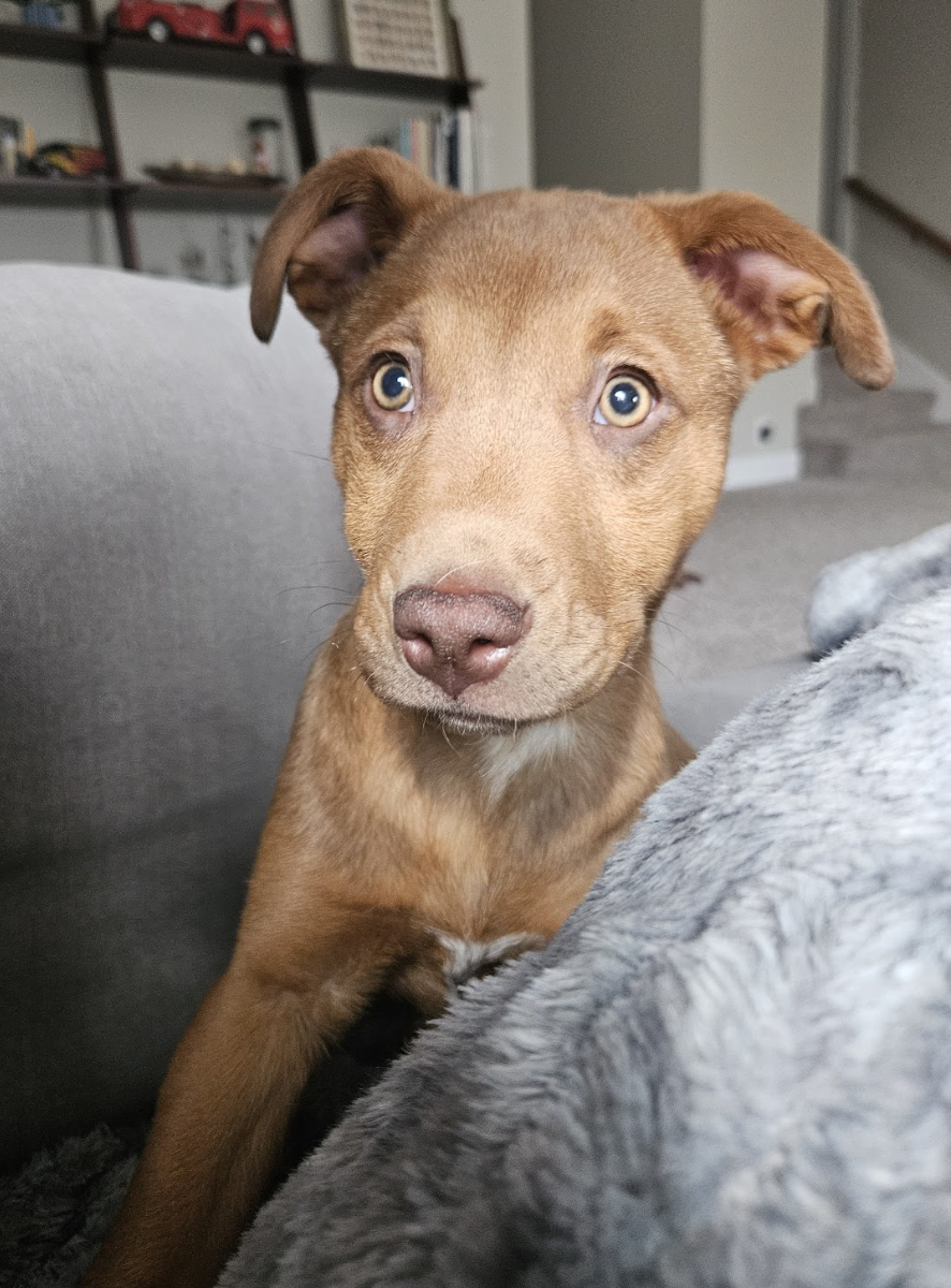 Screenshot 2026-02-27 at 12.52.17 PM.png