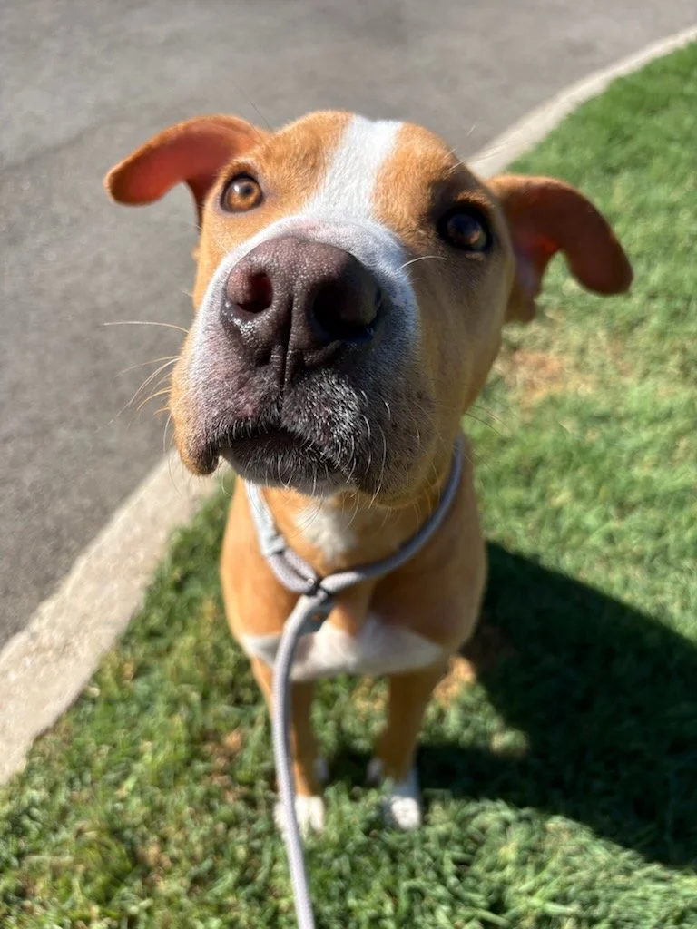 Nemo