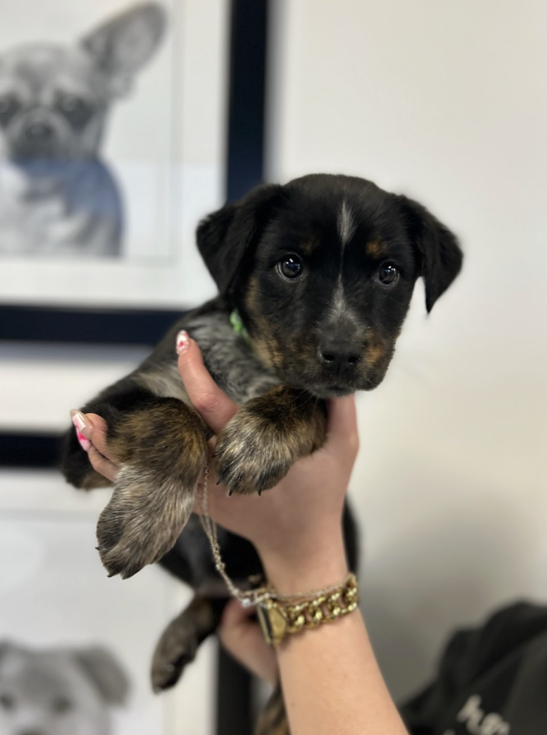 Screenshot 2026-02-19 at 7.07.46 PM.png