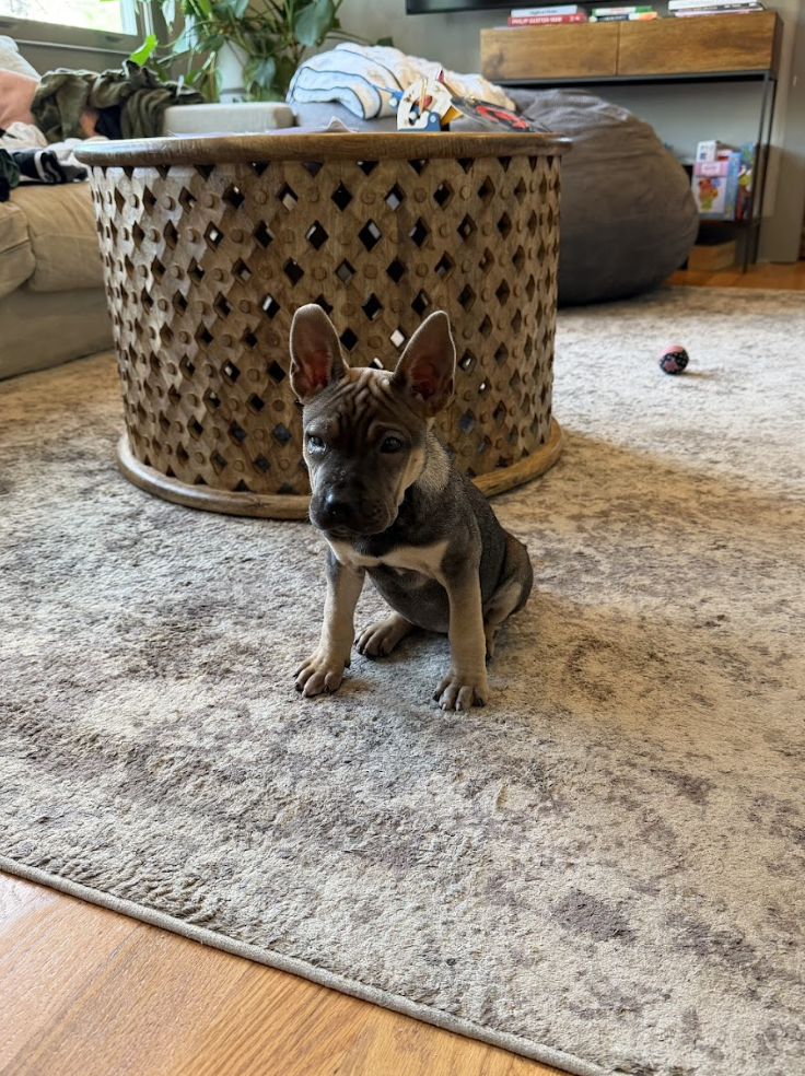 Screenshot 2026-04-08 at 3.29.54 PM.png