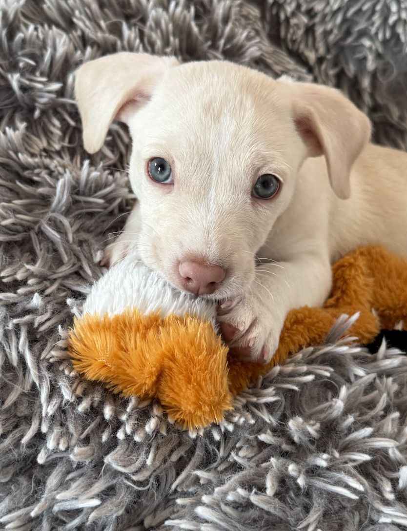 Screenshot 2026-03-10 at 8.56.15 PM.png