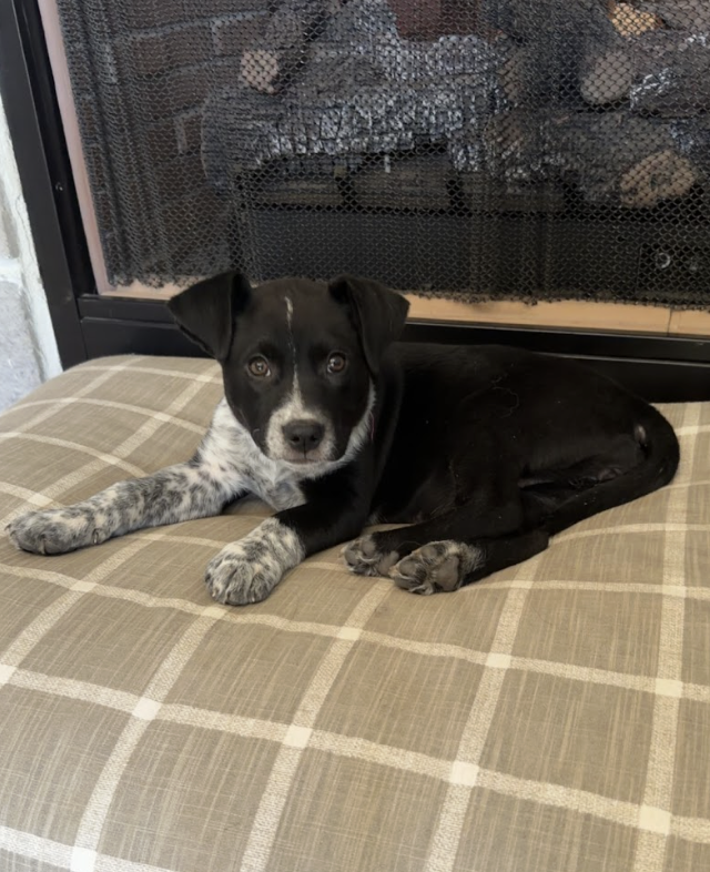 Screenshot 2026-02-05 at 6.36.19 PM.png