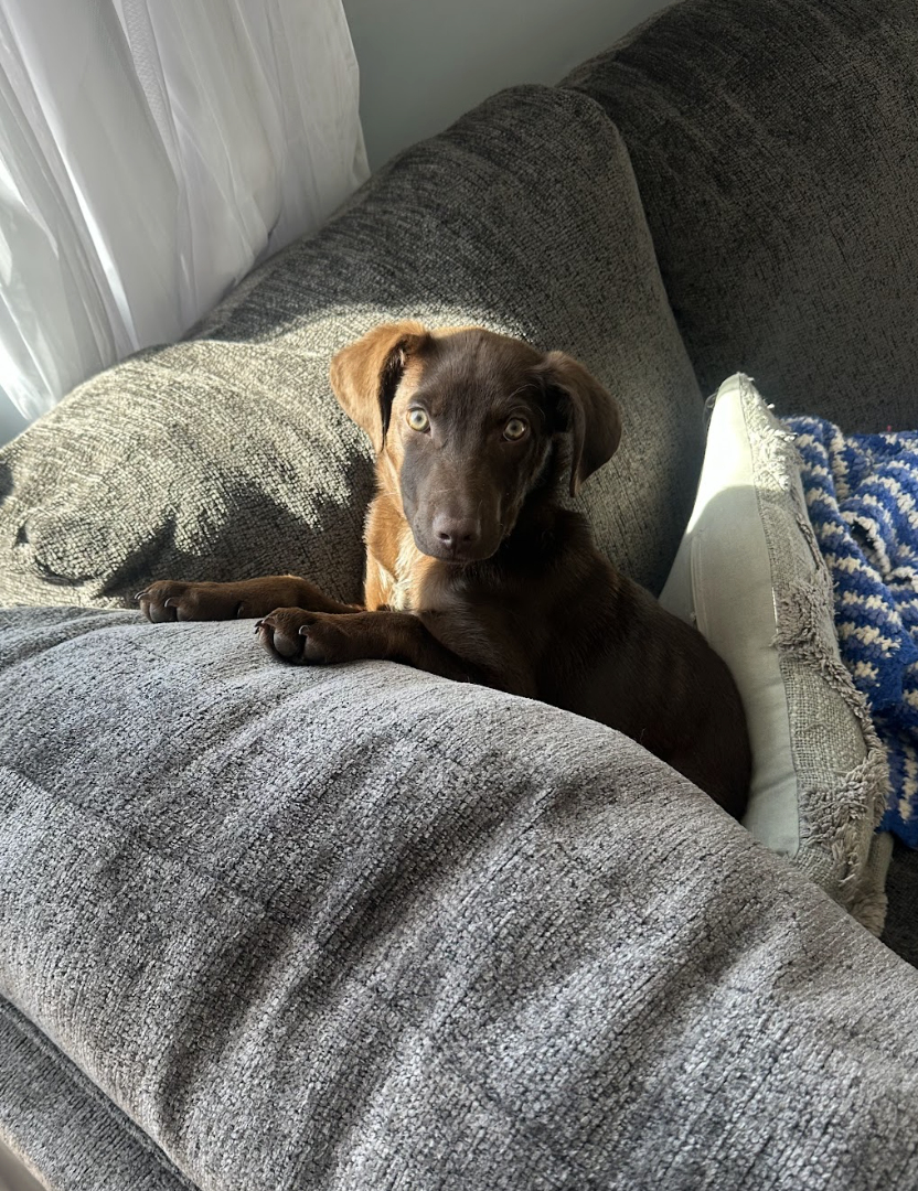 Screenshot 2026-04-03 at 1.33.29 PM.png