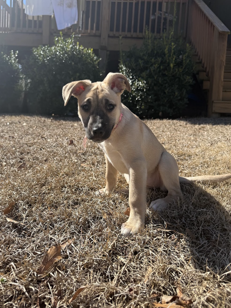 Screenshot 2026-02-20 at 4.05.58 PM.png